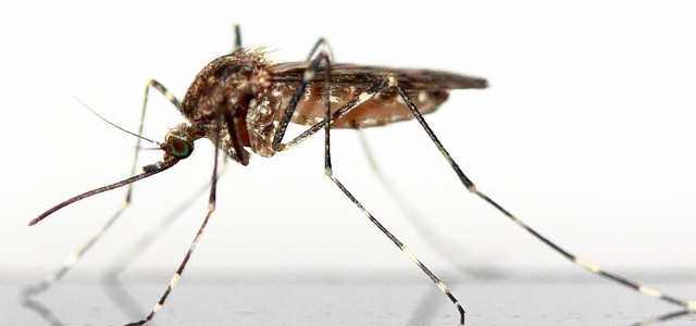 Zika-Virus: So schützen Sie sich im Urlaub Zika-Virus: So schützen Sie sich im Urlaub
